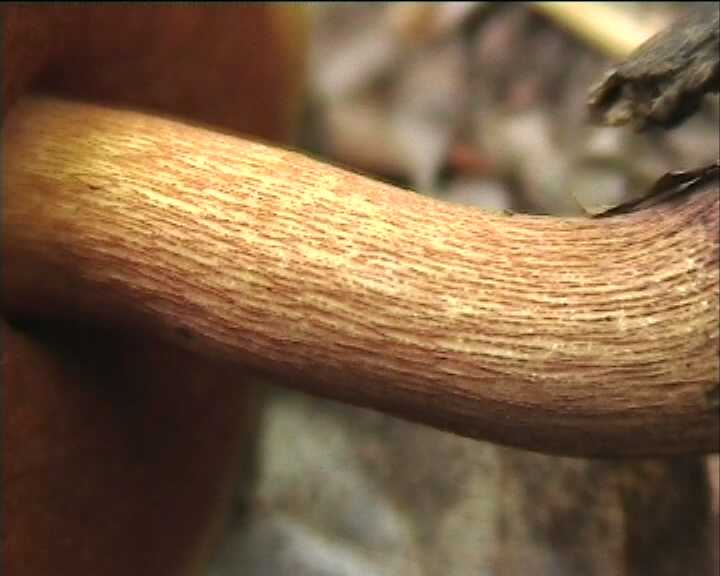 Winkel   ( FRA )   28.08.2004    1 Serie